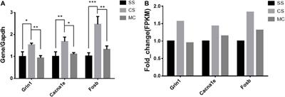 Identification of miRNA-mediated gene regulatory networks in L-methionine exposure counteracts cocaine-conditioned place preference in mice